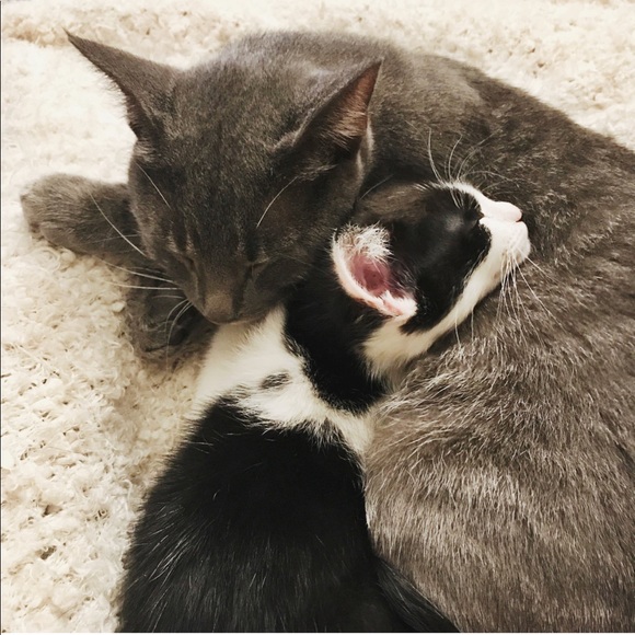 Meet your Posher, Susie - Picture 10 of 11